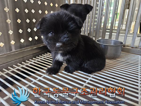 한국동물구조관리협회_441406202402195